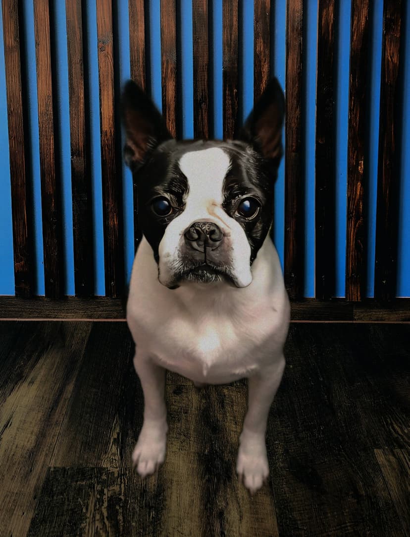 Pasha